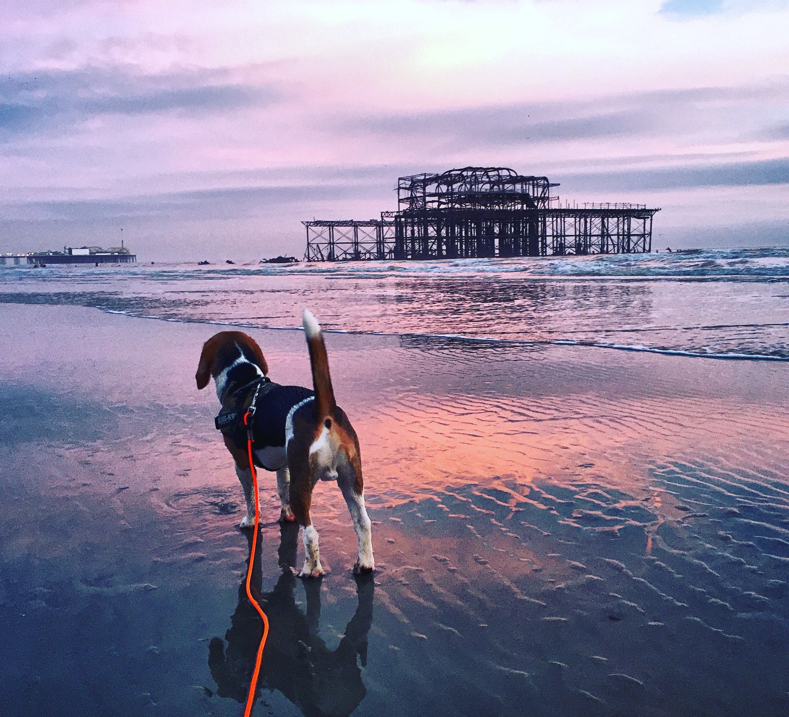 Best dog trainer in Brighton and Hove